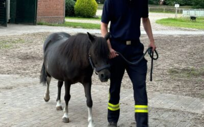 Ausbildungsschwerpunkt Pferd – Ortsfeuerwehr Westercelle im Umgang mit Pferden geschult!